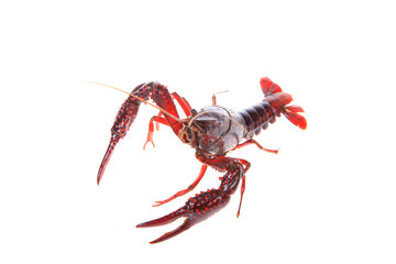 Crawfish, white background, close-up