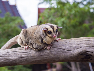 Petaurus breviceps