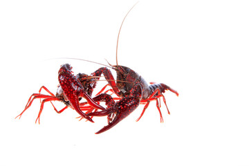 Crawfish, white background, close-up