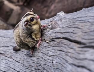 Petaurus breviceps