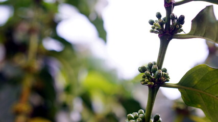 Arabica and Robusta coffee trees, coffee plantation.