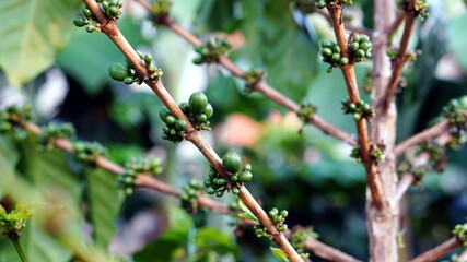 Arabica and Robusta coffee trees, coffee plantation.