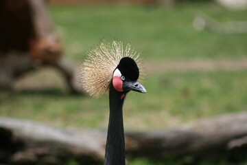 West African Crowned Crane Close Up