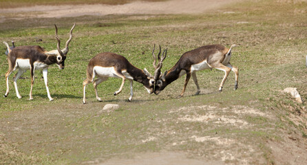 Strong young  deers with horns in the fight. Deer fight for the female. Big Deer horns. Wild deer in a natural habitat wildlife. Battle of two deer in mountains. 