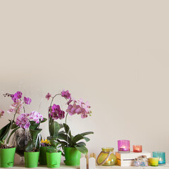 Blossoming orchids Phalaenopsis stand in a row on a wooden rack. Place for your text. Beige background.