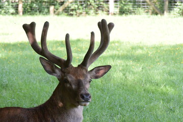 Hirsch-Portrait