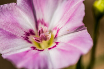 Fototapeta na wymiar pink lily macro on the natural background