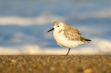 Sanderling