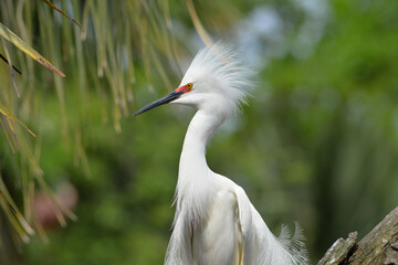Egret