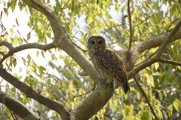 Barred Owl Glaring from Gumtree Perch
