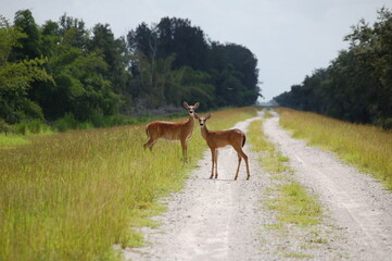 Fototapeta premium Curious Whitetail Deer in Road