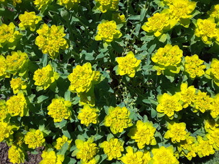 Yellow flowers 2