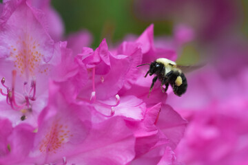 Bumblebee