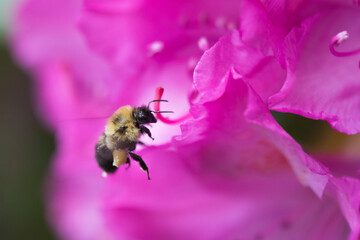 Bumblebee
