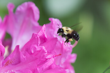 Bumblebee