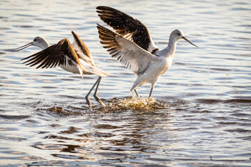 Avocets
