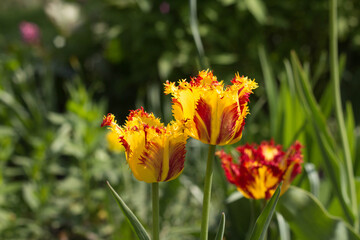 The first flowers in the spring garden.