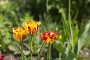 The first flowers in the spring garden.