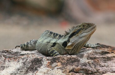 water dragon