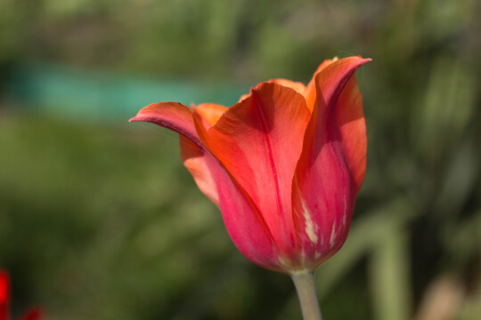 The first flowers in the spring garden.