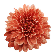 Red flower chrysanthemum on white  isolated background with clipping path.  Closeup. no shadows. Nature.
