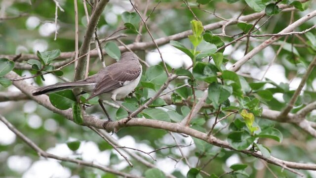 Mocking bird on a tree branch.