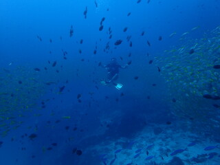 インド洋の魚の群れの中のダイバー