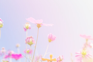 Cosmos beauty flowers