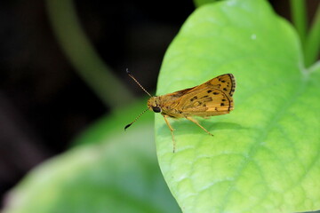 butterfly