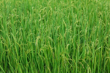 Raw rice in rice field background, abstract nature green