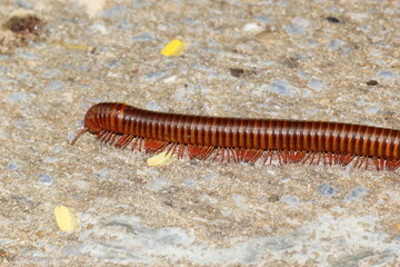 millipede