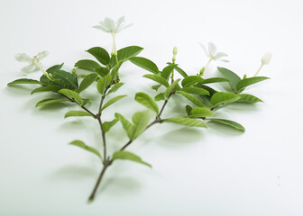 Woman using app on smartphone in cafe