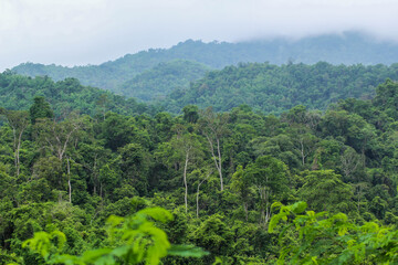 Rain forest Forest, Kaeng Krachan National Park, Phetchaburi, Thailand