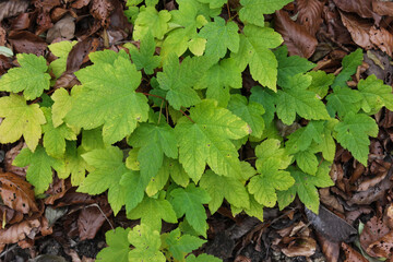 late fall plant  and leafs colors