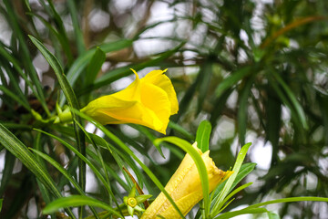 Nerium oleander L. or Yellow oleander or Lucky nut on natural background 