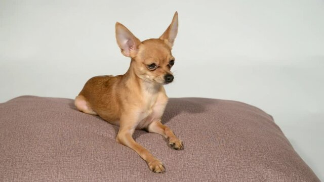 Dog toy terrier on a pillow on a white background.