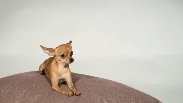 Dog toy terrier on a pillow on a white background.