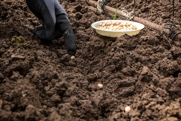  Hand of the gardener sows peas in the ground. Work in the garden
