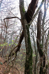 beech trees and landscape in autumn fog