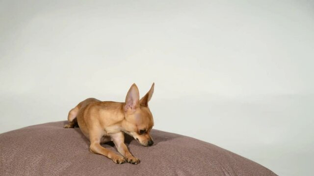 Dog toy terrier on a pillow on a white background.