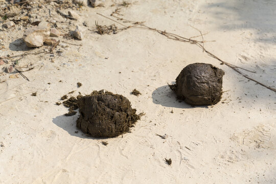 Wild elephant dung on the ground at Phu Luang Wildlife Sanctuary, Loei province, Thailand