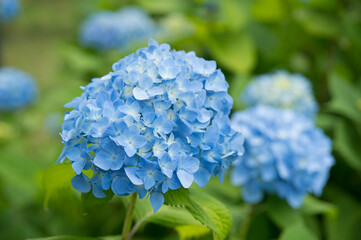 アジサイ