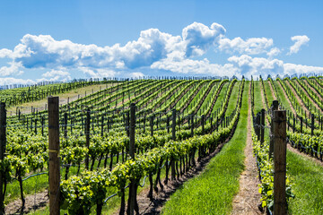 Fototapeta na wymiar Vineyard in Springtime: Rows of Grapes under a blue sky