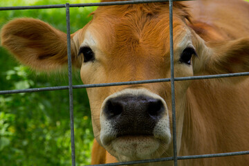 THE FATE OF A BULL IN A DAIRY HAMBURGER ON DAY