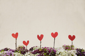 Heart signs with colorful sweet william flowers bouquet with copy space