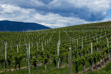 Fototapeta na wymiar Vineyard in Springtime: Rows of Grapes under a cloudy sky