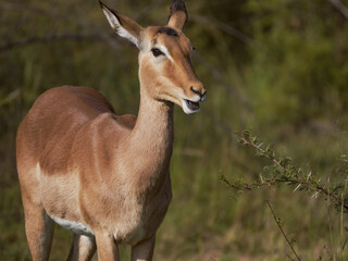 Female Impala- Pilanesberg National Park