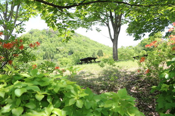 Fototapeta na wymiar 丘の上のピクニックベンチ