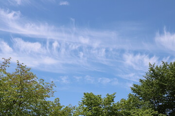 Obraz premium 木々の上に広がる青空と雲