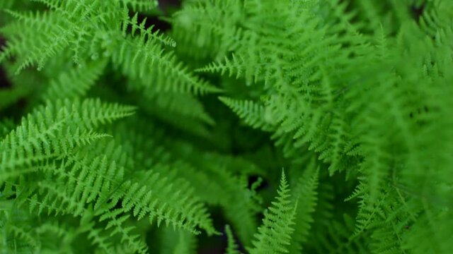 forest fern Fern Overhead